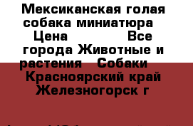 Мексиканская голая собака миниатюра › Цена ­ 53 000 - Все города Животные и растения » Собаки   . Красноярский край,Железногорск г.